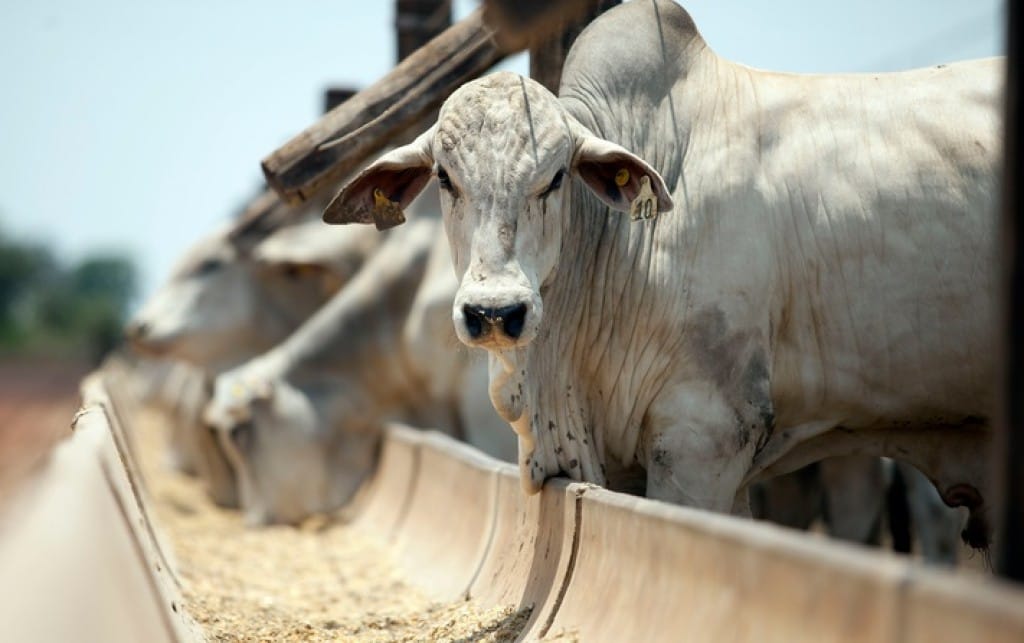 Fenagra expõe pressão sobre custo da ração e reúne indústria estratégica