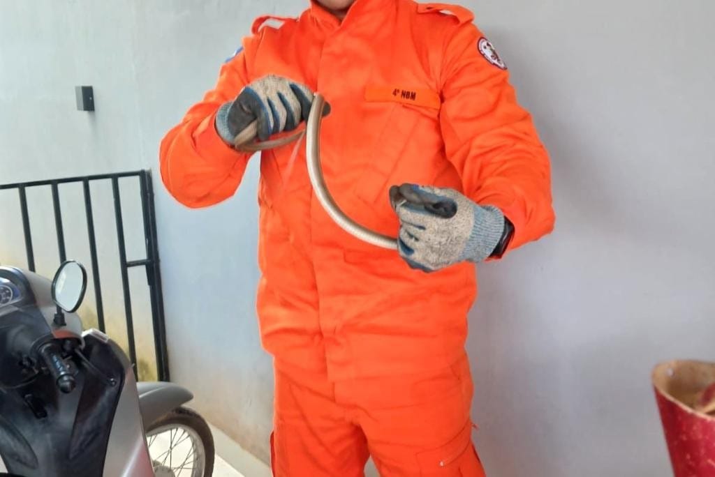 Corpo de Bombeiros resgata cobra cipó encontrada em residência em Guarantã do Norte