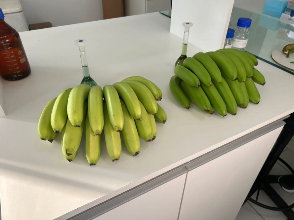 Mapa registra nova variedade espontânea de banana em Santa Catarina