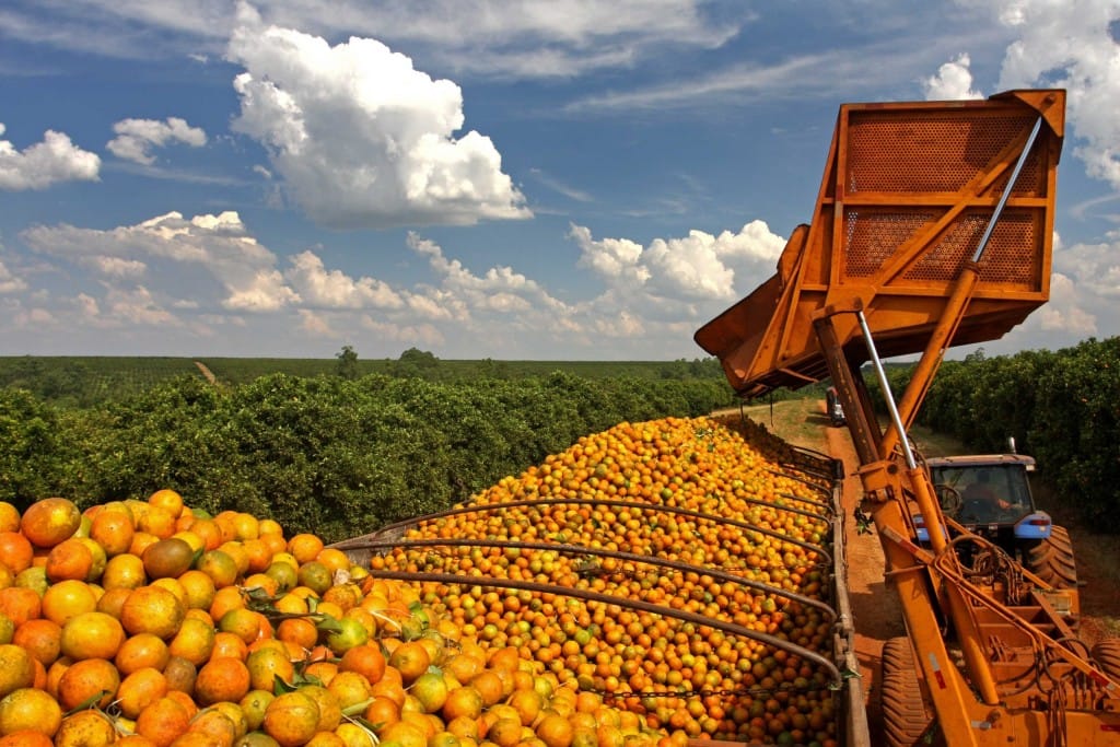 Brasil inicia safra de laranja 2026/27 sob incerteza de preços