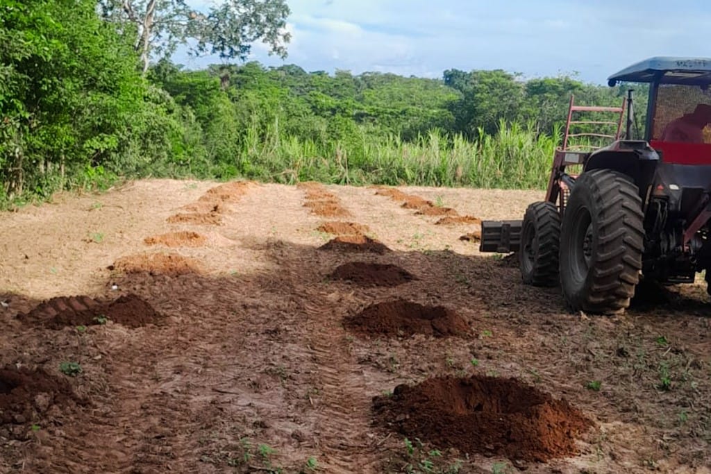 Produtora investe no cultivo de banana-da-terra anã com apoio técnico e mecanização em Várzea Grande