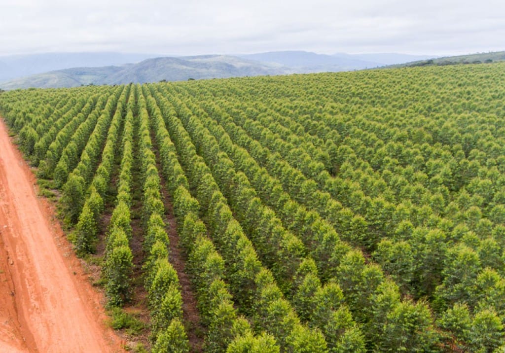 Setor florestal reforça protagonismo do Brasil no mercado global