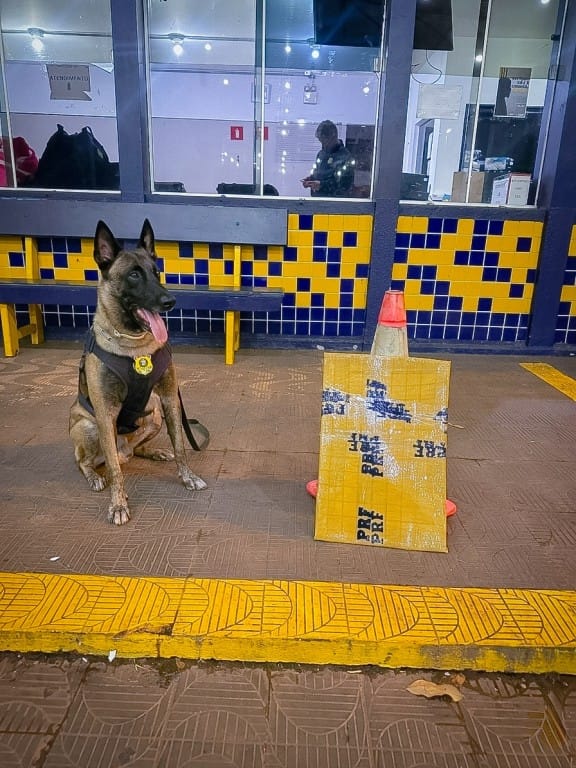 PRF apreende droga em bagagem de passageira durante fiscalização na BR-364 em Rondonópolis (MT)