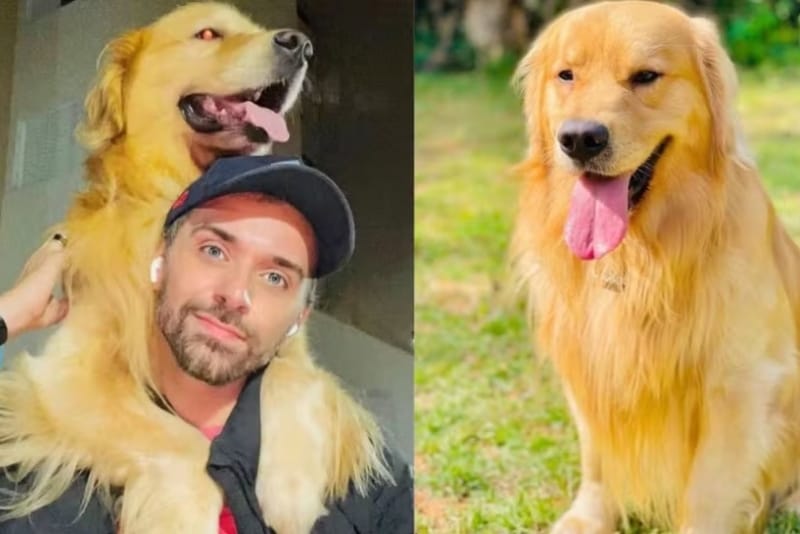Justiça mantém ação contra Gol por morte de cão durante transporte aéreo e rejeita pedido para suspender processo