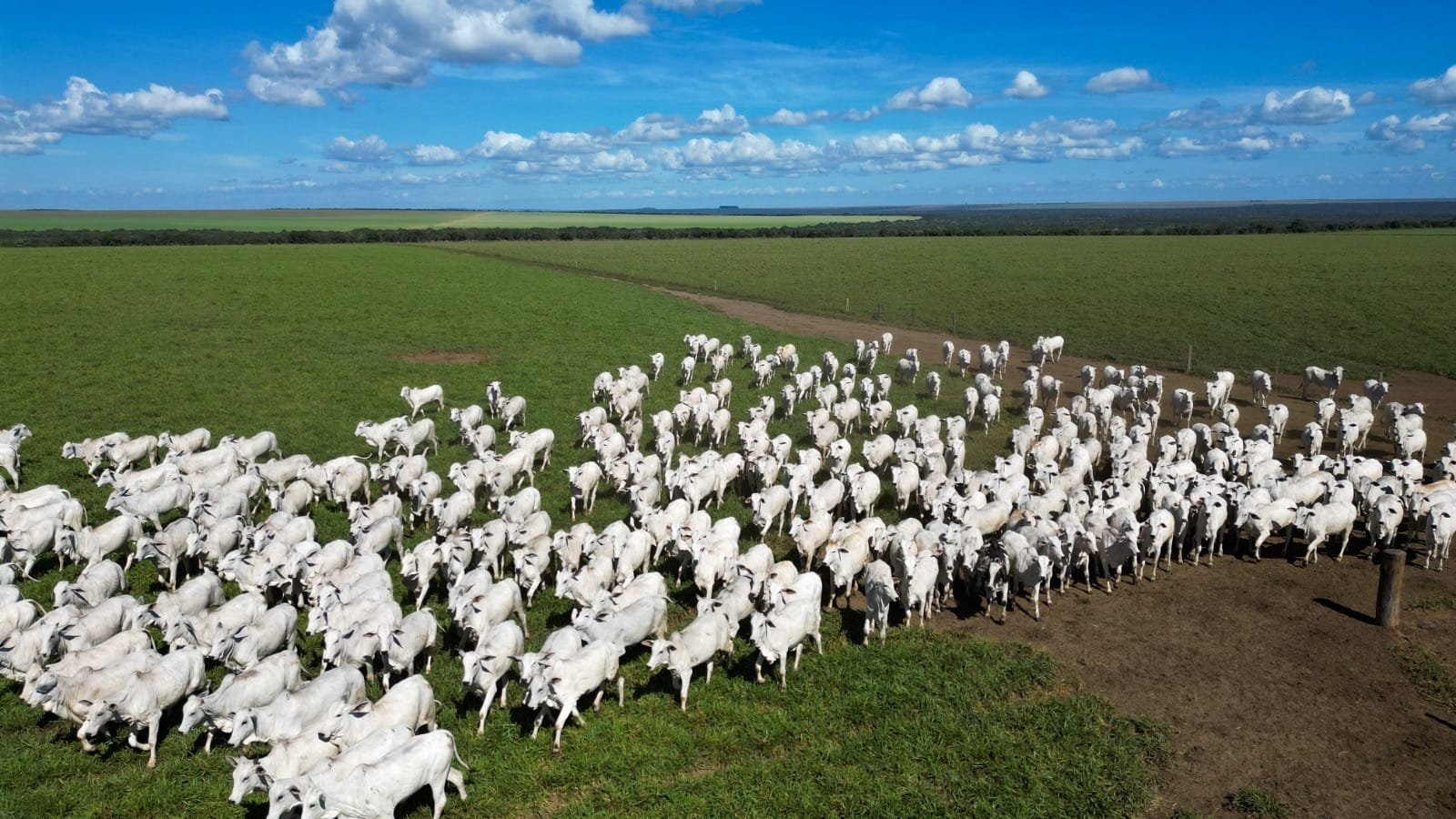 Pecuaristas de MT investem em manejo e genética e aumentam produtividade em 90,3% em 15 anos
