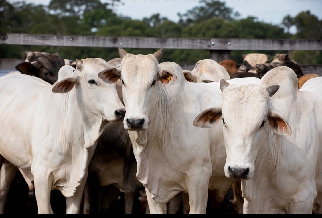 Pressão da União Europeia sobre uso de antimicrobianos acende alerta e une pecuária brasileira em defesa da soberania regulatória