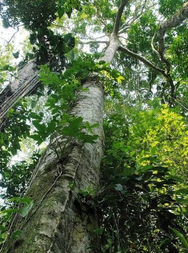 Guia inédito de identificação permite catalogar árvores nativas de Mato Grosso
