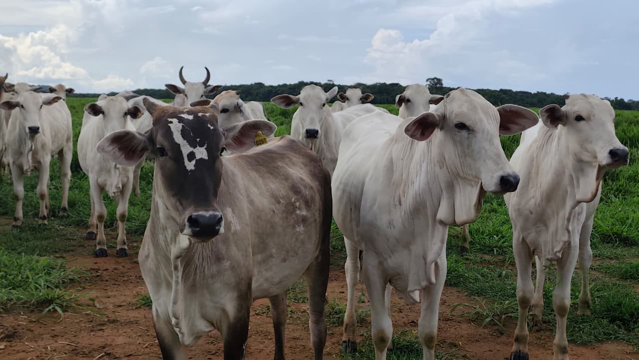 Polo da pecuária, Cáceres amplia rebanho bovino em 61,9% em 20 anos