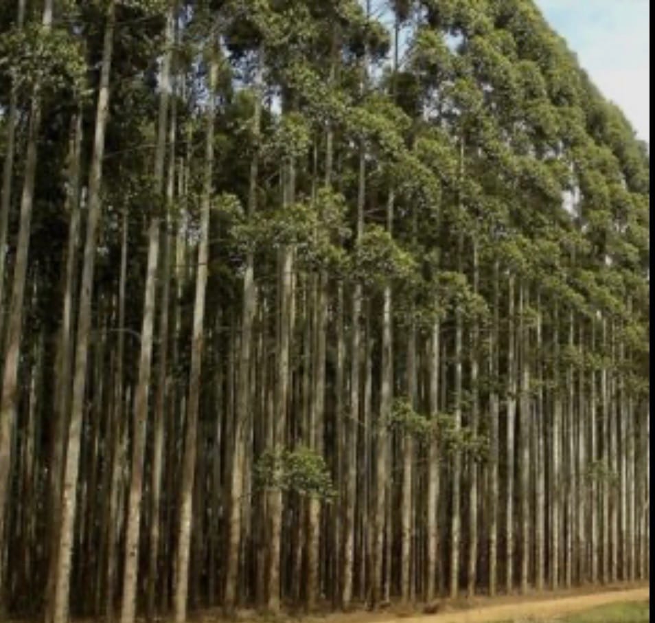 Expansão do etanol de milho pode exigir R$ 14,3 bilhões em novas florestas de eucalipto em MT