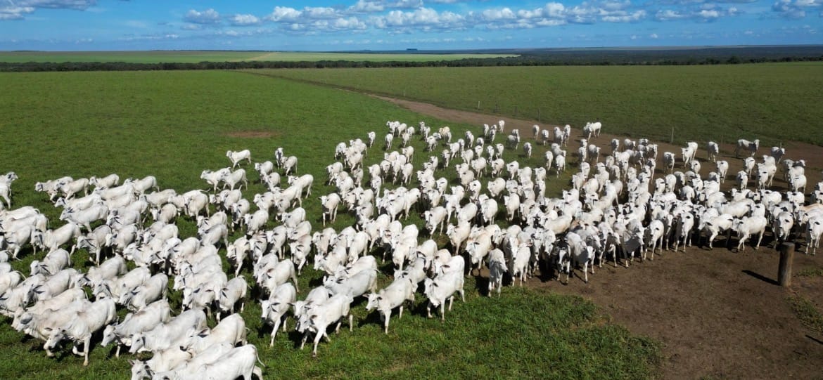 Pecuária de Mato Grosso lidera exportações brasileiras com 25,6% da carne bovina vendida ao exterior