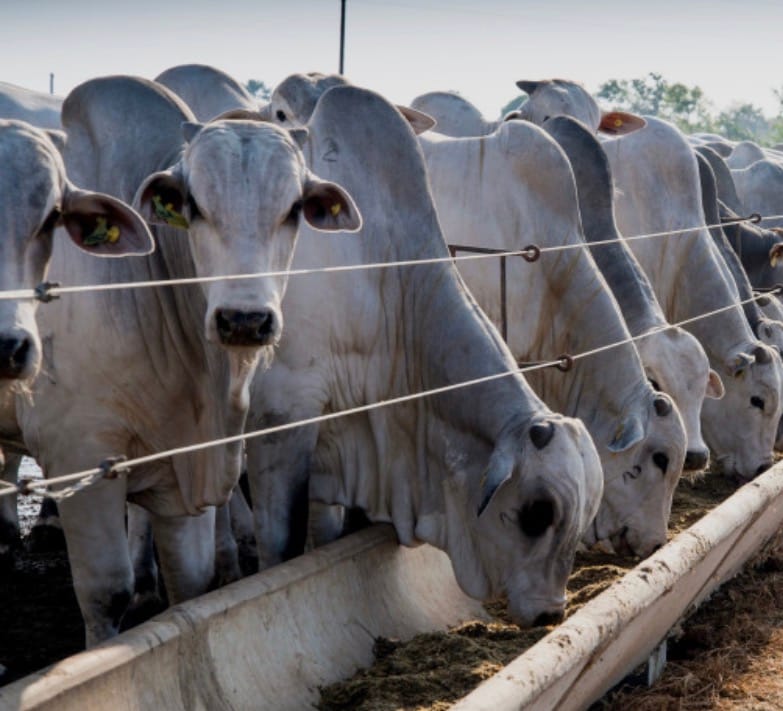 MT abate 1,81 milhão de bovinos e coloca 494 mil toneladas de carne no mercado em três meses