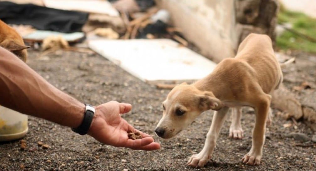 Estado prevê R$ 7 milhões para colocar Hospital Veterinário SER Família PET em funcionamento