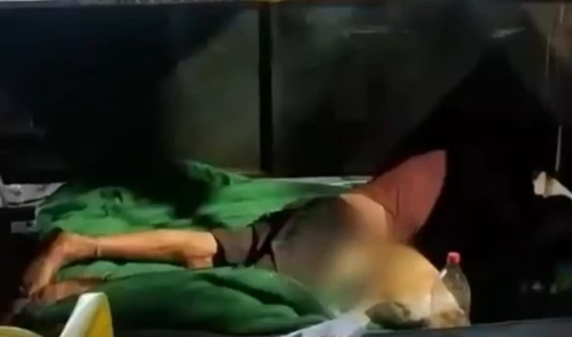Homem é preso após vídeo denunciar suspeita de abuso sexual contra cadela em Cuiabá