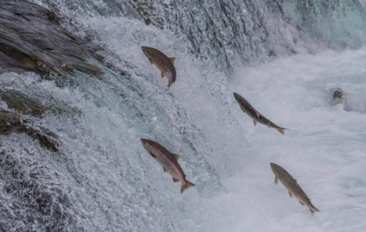 Piracema começa em MT e pesca fica proibida por quatro meses nos rios do Estado