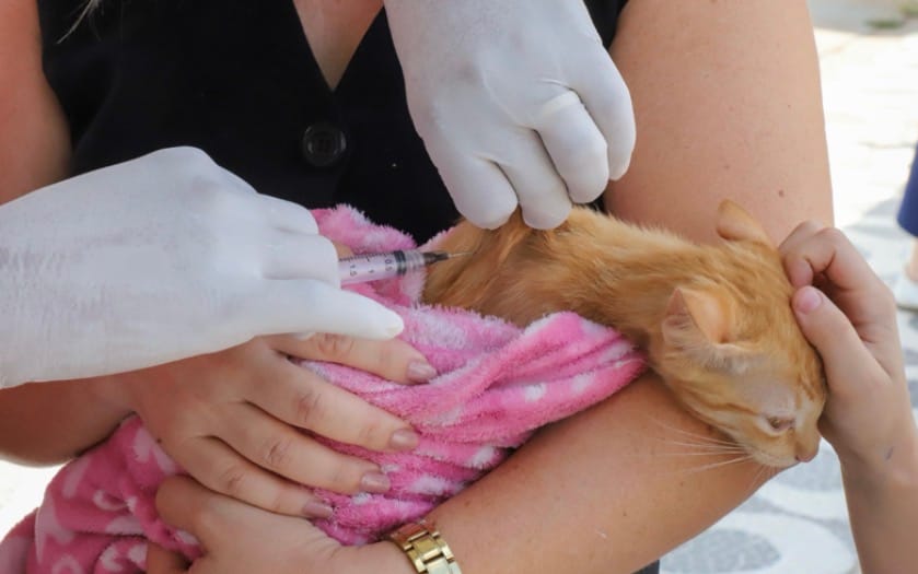 Várzea Grande vacina mais de 4,1 mil cães e gatos em um único dia; imunização continua durante o ano