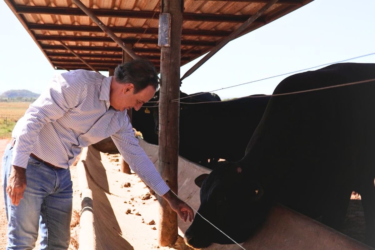 Mato Grosso é o primeiro contemplado com nova linha de crédito para pecuária sustentável
