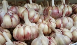 Concorrência externa derruba preços e reduz plantio de alho no Brasil