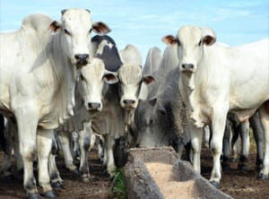 Boi gordo bate recorde com corrida para exportação à China e oferta restrita