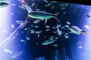 Mercado do Porto, Aquário, Museu do Rio e Parque das Águas são opções no feriado