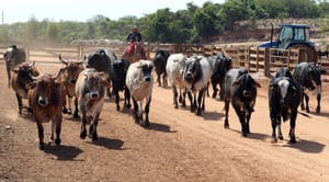 Atenção para a declaração de rebanho obrigatória