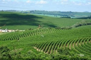 Agro avança, supera mineração e reforça peso nas exportações