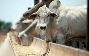 Fenagra expõe pressão sobre custo da ração e reúne indústria estratégica