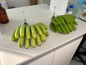 Mapa registra nova variedade espontânea de banana em Santa Catarina