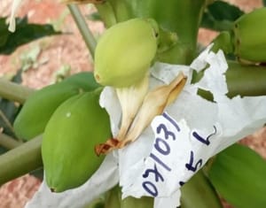 Unemat cria "seguro de vida" para o mamão brasileiro e busca romper dependência de Taiwan
