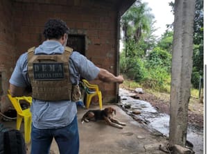 Homem confessa sexo com cachorro em zona rural de MT c vira alvo de investigação da Polícia Civil