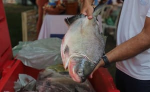 VG Santo Peixe movimenta mais de R$ 600 mil e vende cerca de 20 toneladas na Semana Santa