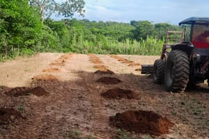 Produtora investe no cultivo de banana-da-terra anã com apoio técnico e mecanização em Várzea Grande