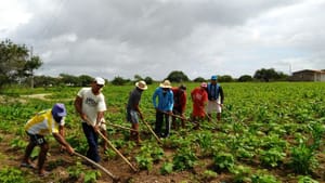 Agronegócio mantém força no emprego e demanda por safristas cresce nas colheitas