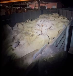 Polícia Militar frustra furto de gado em zona rural de Barra do Garças e prende suspeitos em flagrante