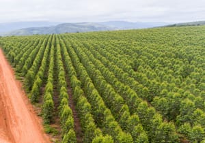 Setor florestal reforça protagonismo do Brasil no mercado global