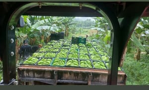 Sustentabilidade marca nova IG de São Paulo: banana do Vale do Ribeira conquista reconhecimento