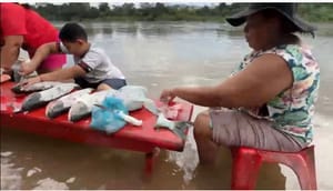 Tradição que atravessa gerações: Festa de São Pedro transforma Bonsucesso em palco da maior celebração dos pescadores de Mato Grosso