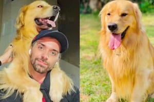 Justiça mantém ação contra Gol por morte de cão durante transporte aéreo e rejeita pedido para suspender processo