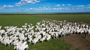 Pecuaristas de MT investem em manejo e genética e aumentam produtividade em 90,3% em 15 anos