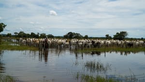 Arrecadação da pecuária cresce 4,7% e chega a R$ 744,9 milhões em Mato Grosso