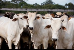 Pressão da União Europeia sobre uso de antimicrobianos acende alerta e une pecuária brasileira em defesa da soberania regulatória