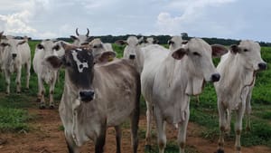 Polo da pecuária, Cáceres amplia rebanho bovino em 61,9% em 20 anos