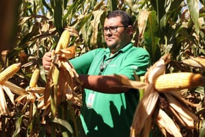 Manejo outonal ajuda a reduzir plantas daninhas e aumentar o potencial produtivo da próxima safra