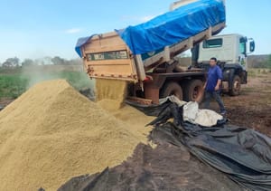 Várzea Grande entrega 3,6 toneladas de insumos para gado para evitar queda na produção de leite