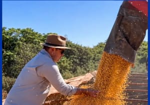 Custo chega a R$ 8,2 mil por hectare, lucro da soja cai 35% e margem do milho despenca 88% em MT