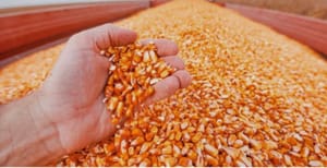 Milho dispara 89% e assume protagonismo nas exportações de Mato Grosso enquanto soja recua 61%