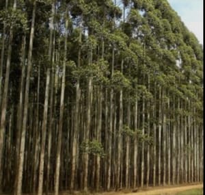 Expansão do etanol de milho pode exigir R$ 14,3 bilhões em novas florestas de eucalipto em MT
