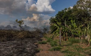 Consema anula multa de R$ 3 milhões aplicada por desmatamento de 614 hectares em MT