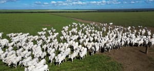 Pecuária de Mato Grosso lidera exportações brasileiras com 25,6% da carne bovina vendida ao exterior
