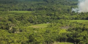 TJMT manda órgão ambiental rever bloqueio de área após ignorar laudo sobre regeneração natural
