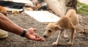Estado prevê R$ 7 milhões para colocar Hospital Veterinário SER Família PET em funcionamento